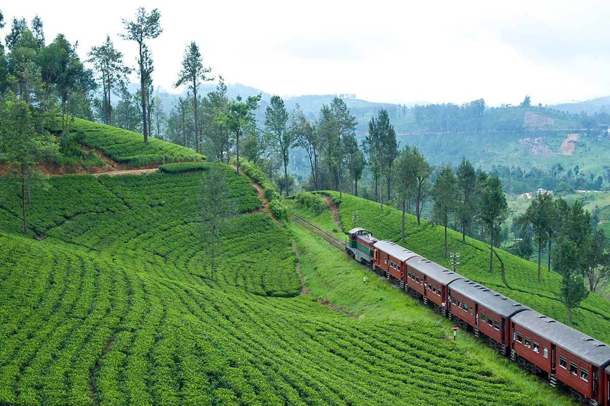 Scenic train journey through tea plantations