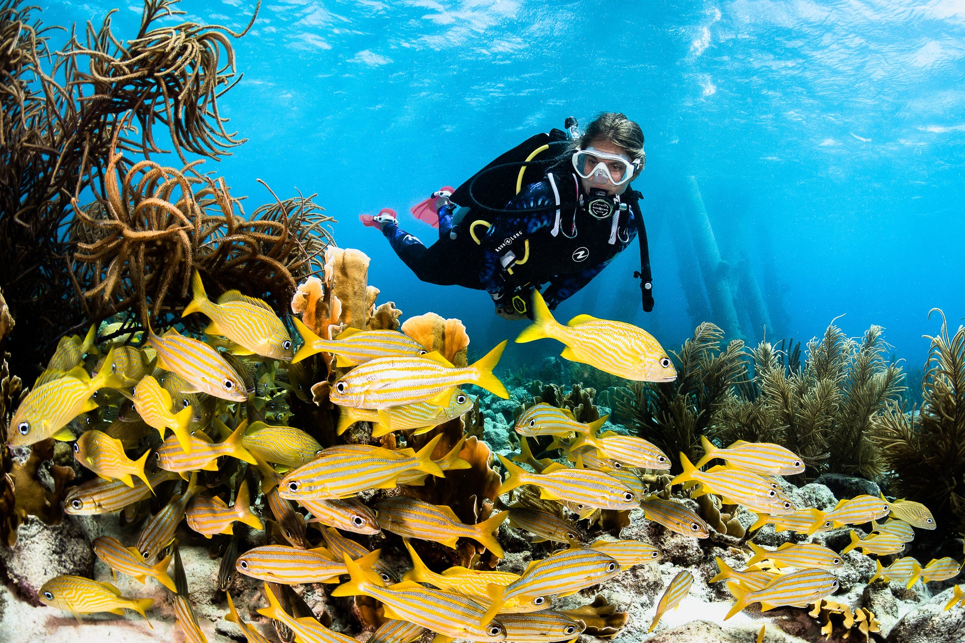 Maldives underwater diving