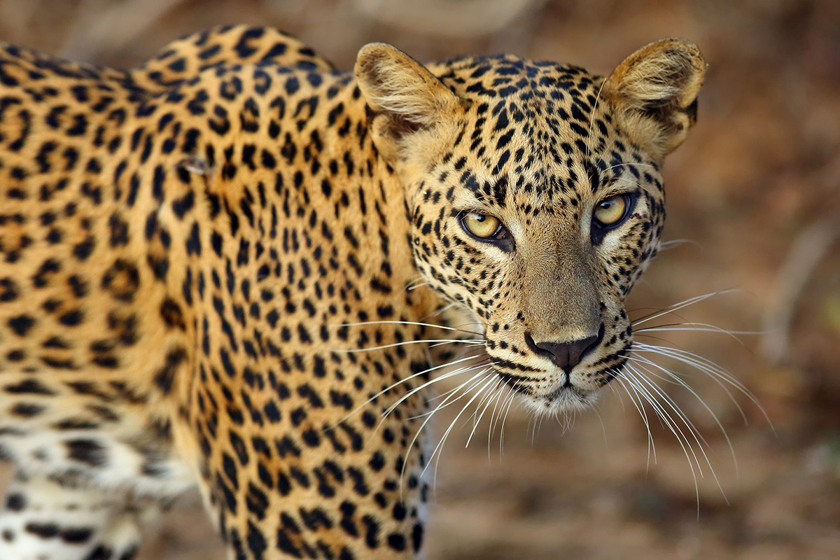 Sri Lankan Leopard wildlife