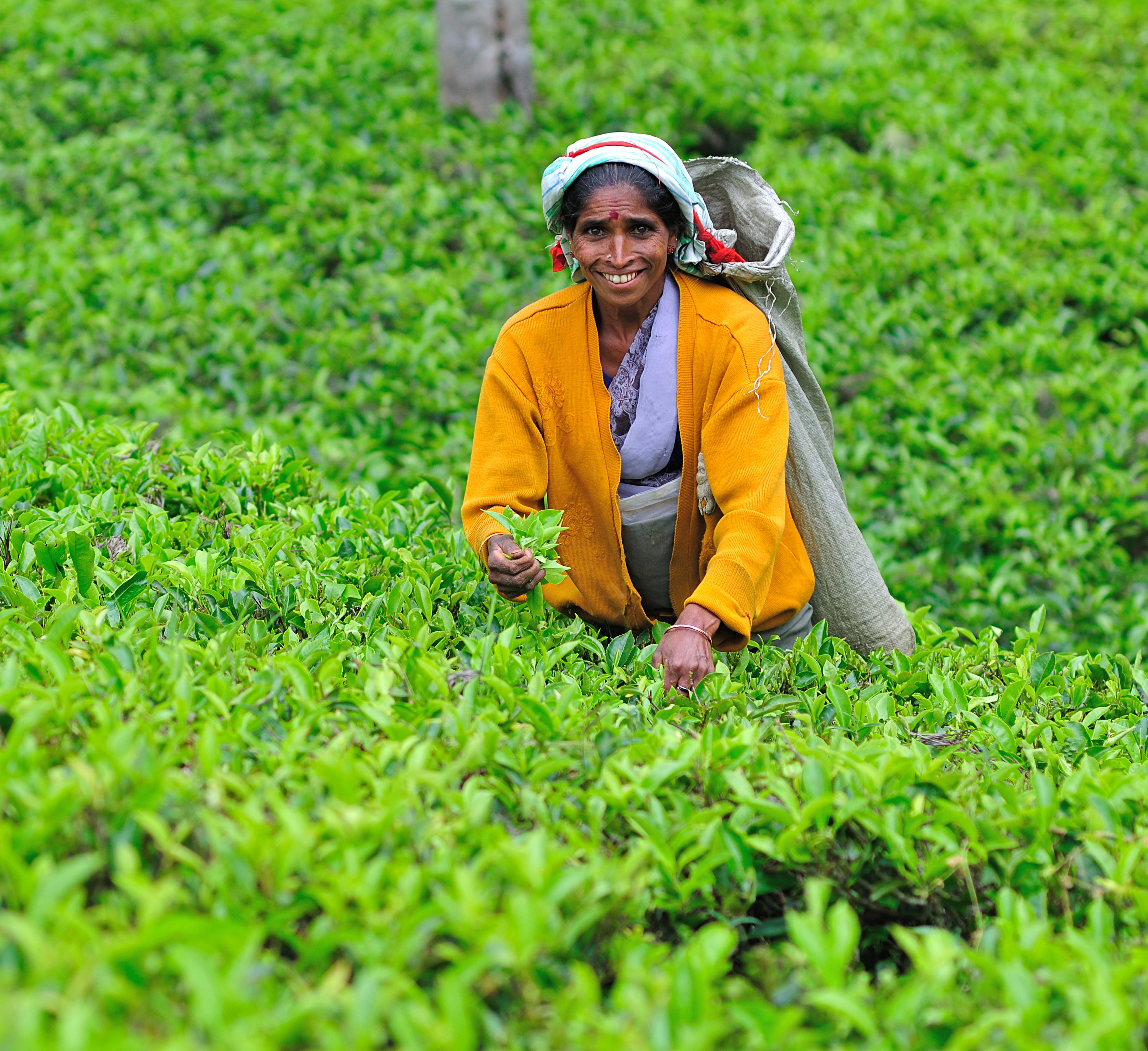 Tea plantation trails