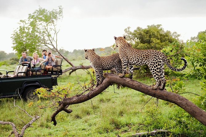 Safari leopard in Yala
