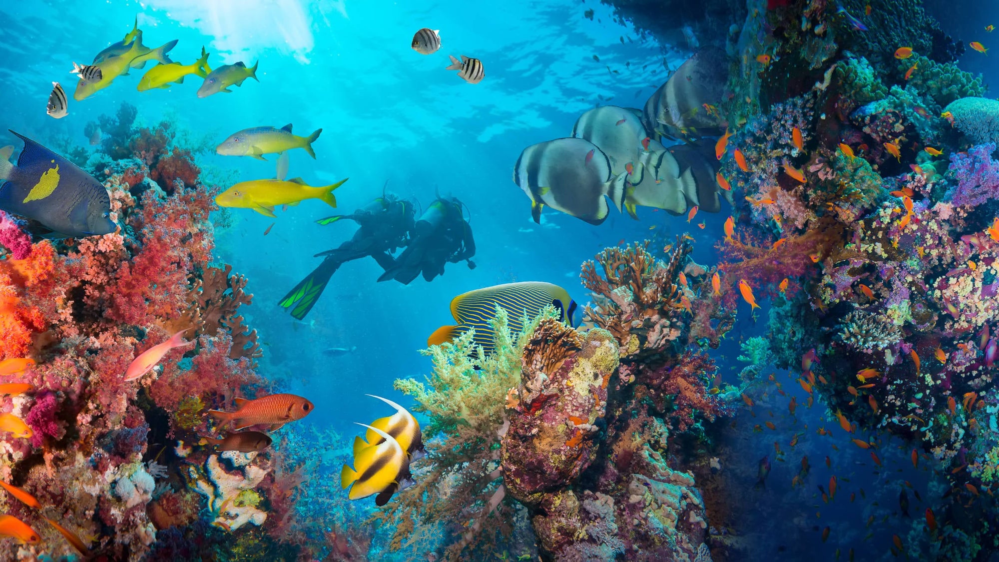 Maldives diving