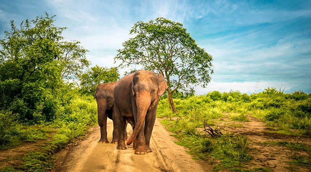 Ethical wildlife encounter - elephants in Sri Lanka